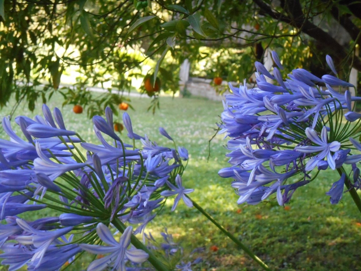 Jaarrond mooi! artikel in Luxery Gardens
